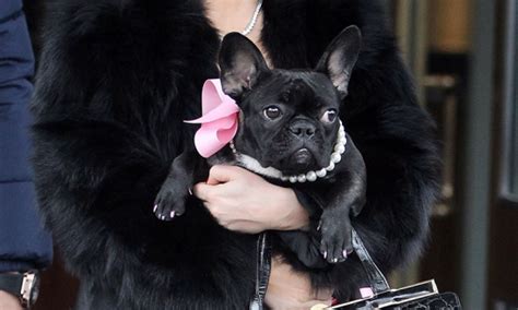 Lady Gaga And Her Frenchie Asia Are All About The Pearls Usa Canada