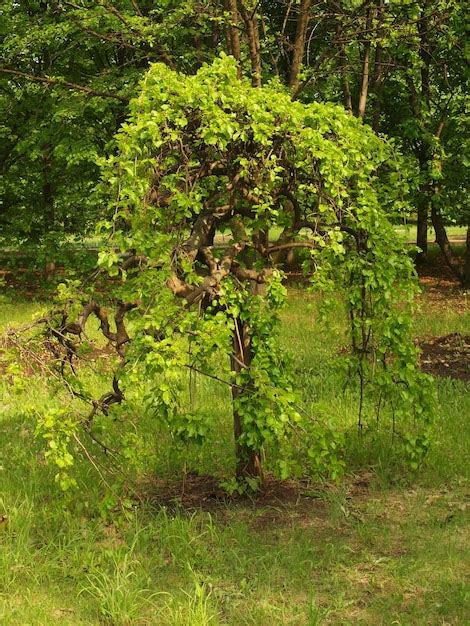 El parque está en plena floración Foto Premium