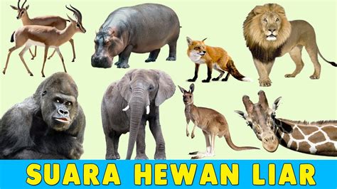 Nama Dan Suara Hewan Liar Video Edukasi Suara Binatang Untuk Anak