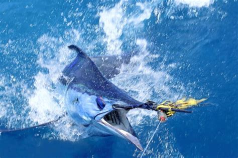 Swordfish, characteristics and curiosities - My animals