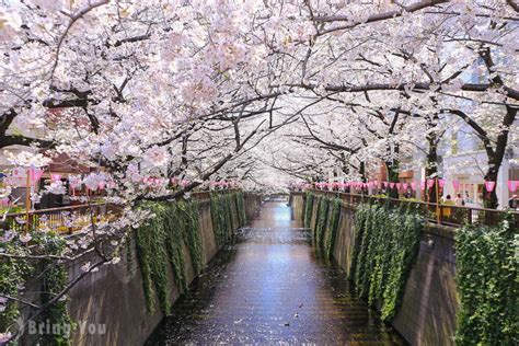 【东京赏樱】目黑川樱花祭：中目黑梦幻粉红樱花河、夜樱摄影景点分享含开花时间、花期） Bringyou