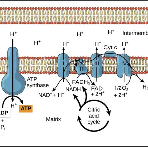 7: Schematic of the use of the proton gradient, pumped from the ETC ...