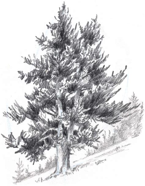 How To Draw Trees Conifers Pine Tree Drawing Tree Drawing Tree