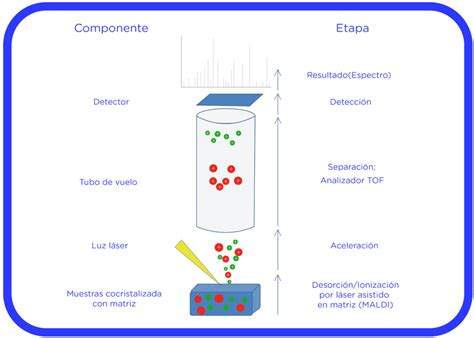 Espectrometría de masa en diagnóstico microbiológico ANNAR Health