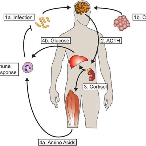 Glucocorticoids Mediate A Metabolic Response To Acute And Chronic