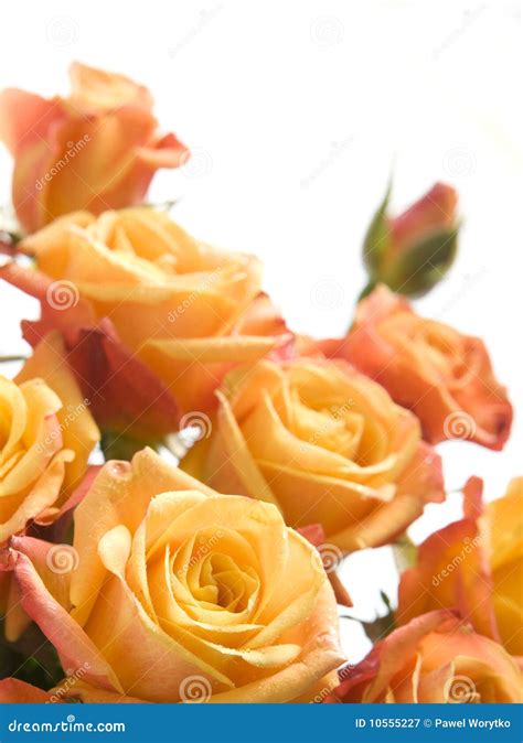 Orange Roses Bouquet Royalty-Free Stock Photo | CartoonDealer.com #6869067