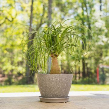 Madagascar Palm House And Patio Trees From The Arbor Day Tree Nursery