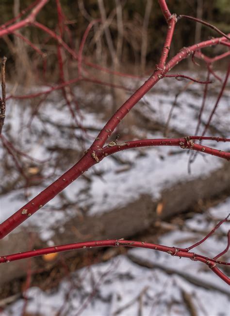 Red-osier Dogwood Through The Seasons | Miles Hearn