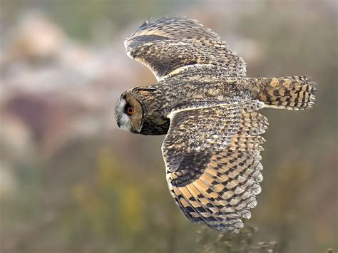 Trauerkraut On Twitter My Today S Birdsofprey Are Long Eared Owls