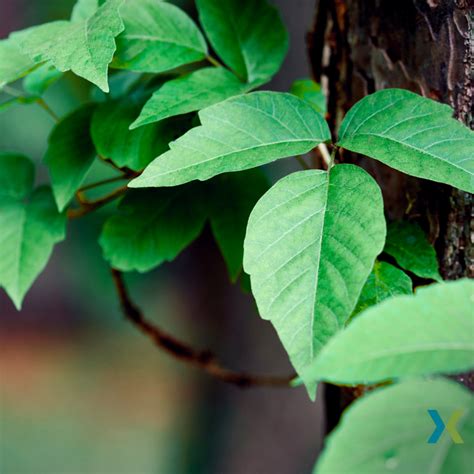 Recognizing And Treating Poison Ivy Oak And Sumac Next Level Urgent