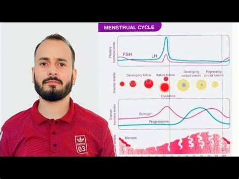 Menstrual Cycle Human Reproduction Class Th Biology Neet Youtube