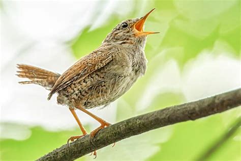 Spannende Fakten Ber Vogelgesang