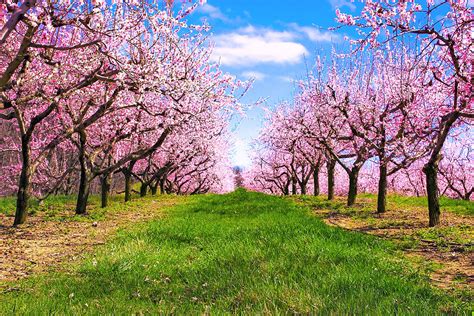 Cherry Blossom Orchard Photograph by Jeramie Curtice - Fine Art America