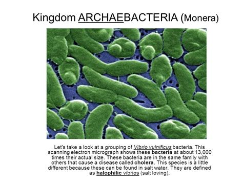 Vibrio vulnificus treatment antibiotics