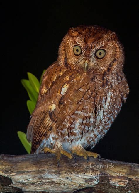 Red Phased Eastern Screech Owl Paul Bannick