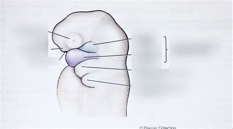 3 Week Old Embryo Lateral View Diagram Quizlet