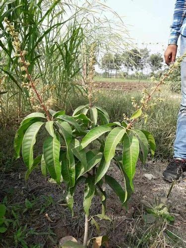 Thai All Time Mango Plant At Rs Plant Chhindwara Id