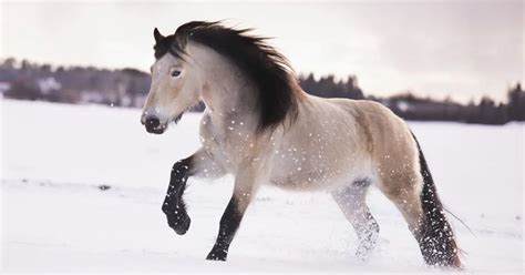 Norwegian Dole Horse – A wonderful blend of strength and elegance ...