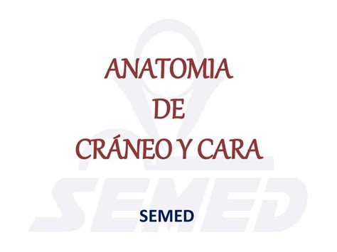 Anat Craneo Y Cara Marco Sandoval Udocz