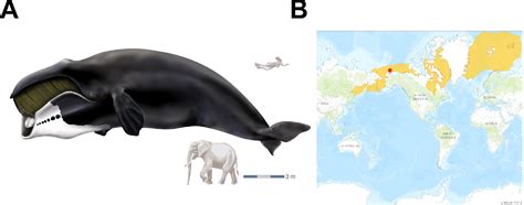 Figure From The Transcriptome Of The Bowhead Whale Balaena Mysticetus