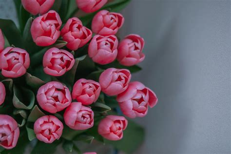 A Bouquet of Pink Tulips · Free Stock Photo