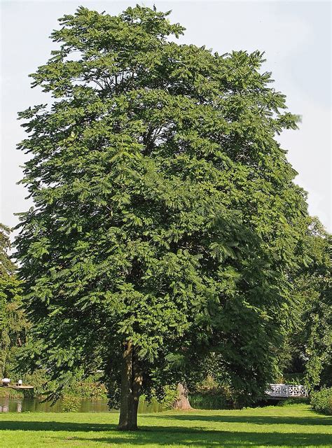 Ailanthus altissima - Wikipedia