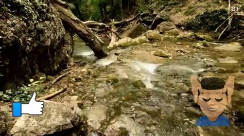 Le doux bruit d une rivière et d une forêt printanière sons de la