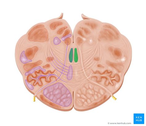 Ocular Motor Cranial Nerves Functions Kenhub