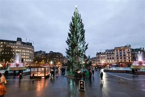 Trafalgar Square Christmas Tree The Time London Nearly Caused A