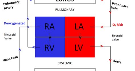 A Level Physical Education : The Box Diagram of the Heart