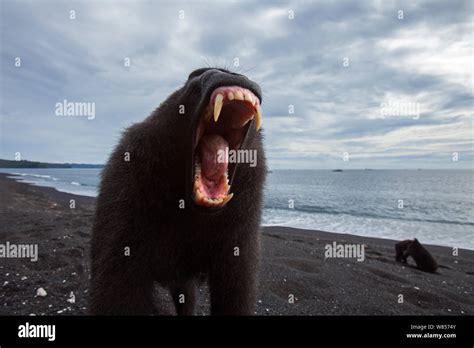 Celebes Black Crested Macaque Macaca Nigra Sub Adult Male Yawning