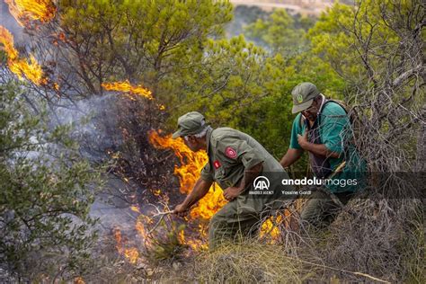 Akibat Angin Kencang Kebakaran Hutan Terjadi Lagi Di Tunisia Anadolu