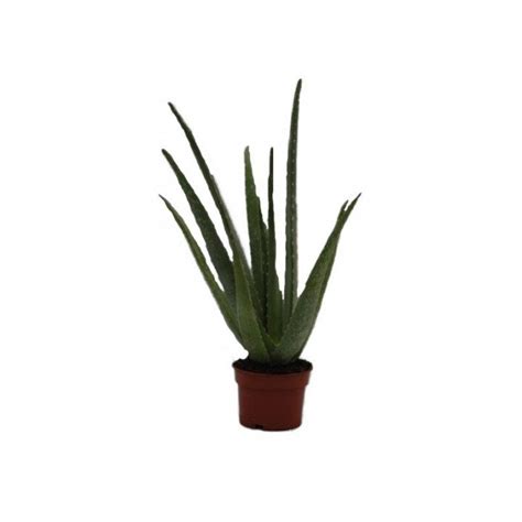 Cuidados Del Aloe Vera Mejor Para Interior O Exterior Plantasman A