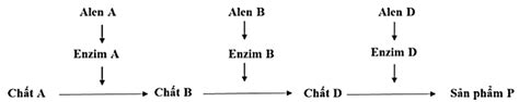 Ở Người Xét 3 Gen Nằm Trên 3 Cặp Nhiễm Sắc Thể Thường Các Alen A B D