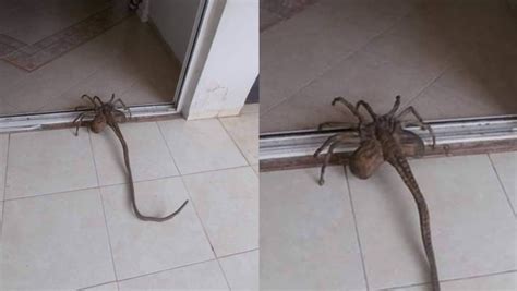 Pólvora Reloj Pedir Serpiente Cola De Araña Cuando Independiente Indirecto