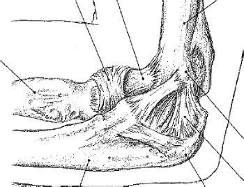 Ligaments Of Elbow Medial View Diagram Quizlet