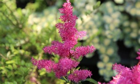 Astilbe Pflege Tipps Zum Standort Pflanzung Und Berwinterung