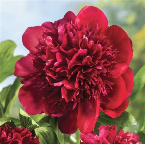 6 Gorgeous Peony Colors to Grow in Your Garden - Birds and Blooms