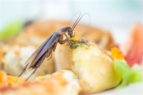 What Do Insects Eat? | Pest Education and Prevention