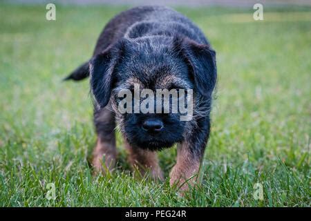 A Blue and Tan Border Terrier Dog Stock Photo - Alamy