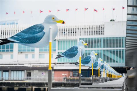 Seagulls by the Harbour @Harbour City – Harbour City