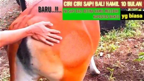 Ciri Ciri Sapi Bali Hamil Sepuluh Bulan Akan Melahirkan Youtube