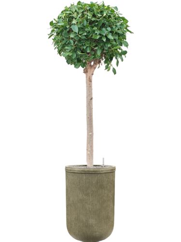 Ficus Microcarpa Donica Baq Vertical Rib Soil System Vulkastrat