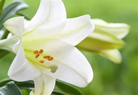 Easter Lily - Andy Mast Greenhouses