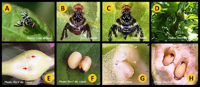 Ilmu Gulma Penelitian Gulma