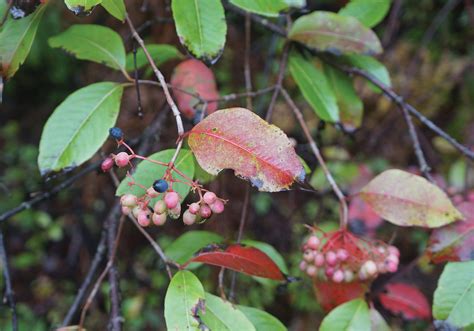 The Viburnum Lentago Clade: A Continental Radiation | Arnold Arboretum