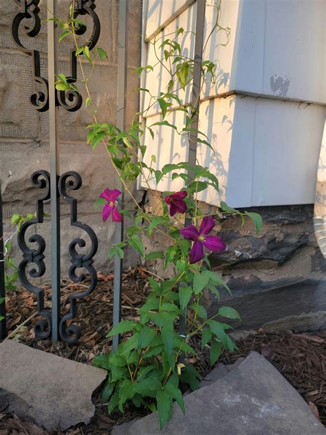 Happy Jack® Purple Clematis | Proven Winners – Great Garden Plants