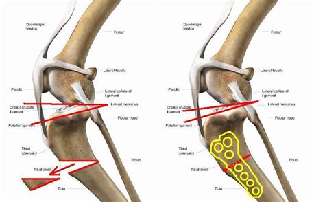 Cruciate Disease in Dogs - Waverley Animal Hospital | Waverley Animal ...