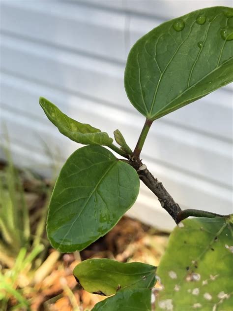 New leaves on my hibiscus are curling up. More details in comments. : r ...