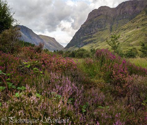 Scottish Highlands Heather Telegraph